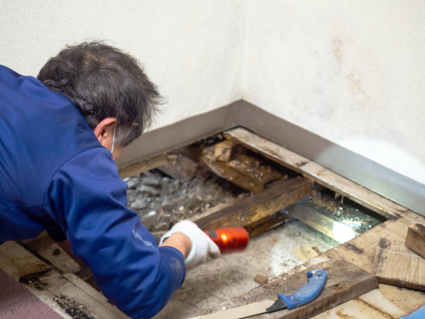 Best Localized Mold Remediation (e.g., coastal areas, humid climates) in Pittsburg, TX