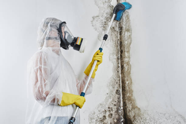 Trusted Pittsburg, TX Mold Remediation Experts