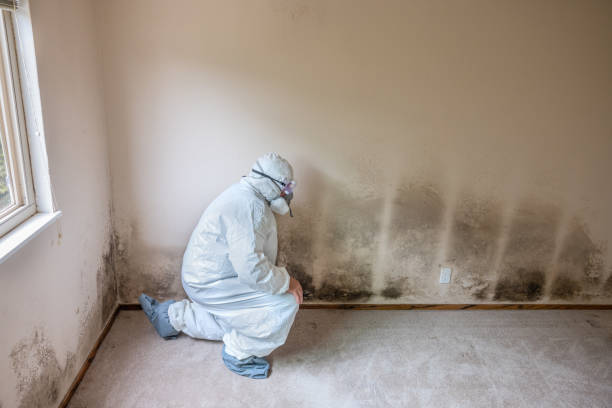 Best Residential Mold Remediation in Pittsburg, TX