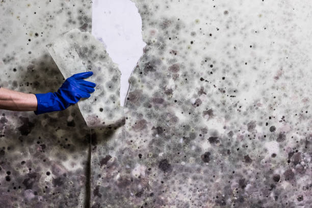 Best Post-Flood Mold Remediation in Pittsburg, TX
